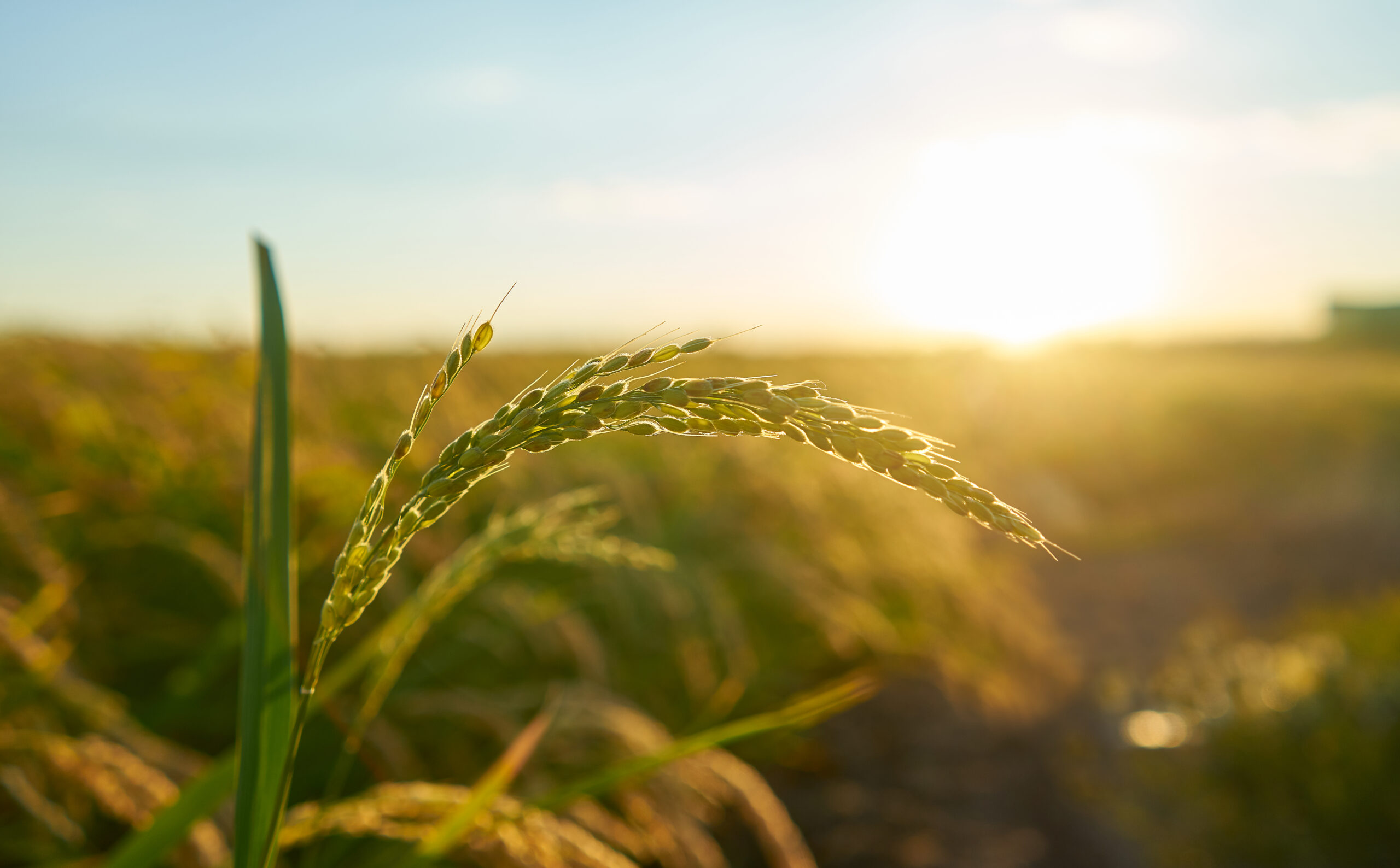 Estratégias de marketing para infoprodutos no setor de agronegócio digital